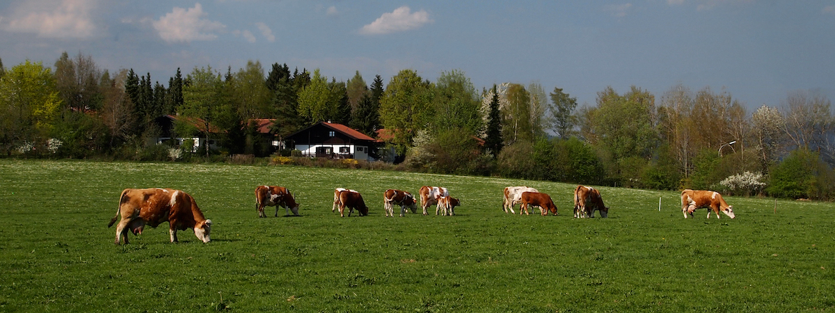 Kuhweide